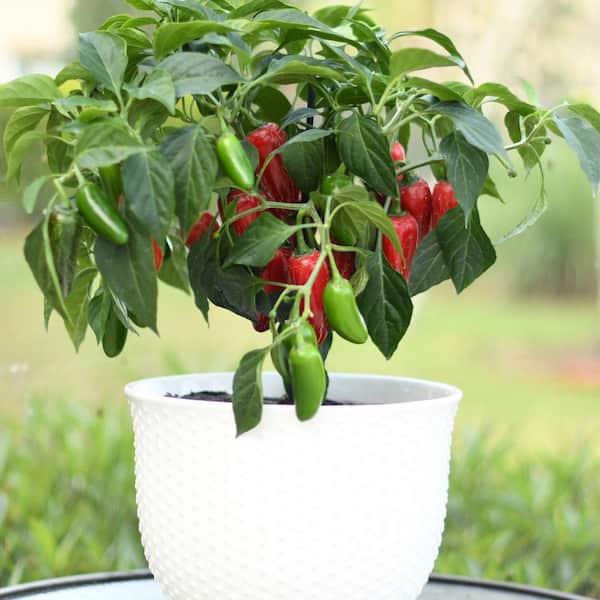 Bonnie Plants 25 oz. Early Flame Jalapeno Hot Pepper Plant (2-Pack) 202089  - The Home Depot
