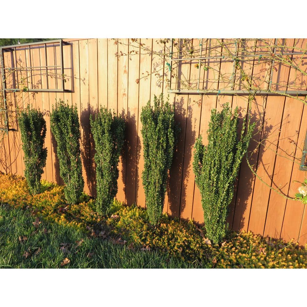1 Gallon Sky Pencil Japanese Holly Evergreen Shrub