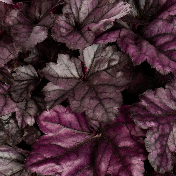 2.5 QT. Proven Winners Heuchera Dolce Wildberry Perennial Plant with Purple Blooms