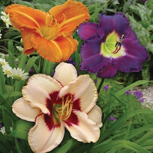 Daylilies Once In a Lifetime Blend Roots (Set of 5)