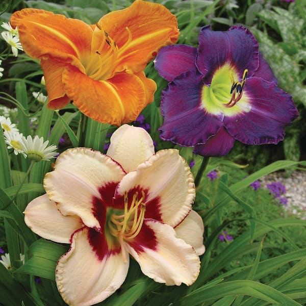 VAN ZYVERDEN Daylilies Once In a Lifetime Blend Roots (Set of 5)