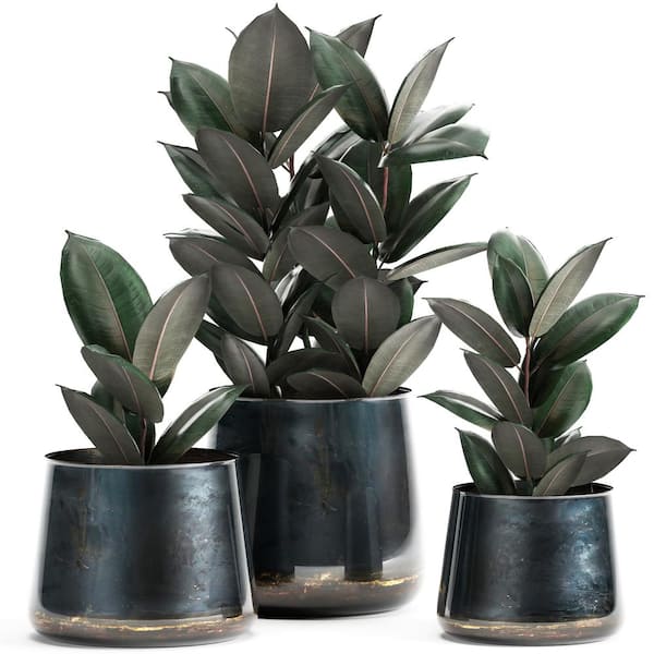 Rubber Tree With Mid-Century Pot Large 2-3 ft tall, potted plant