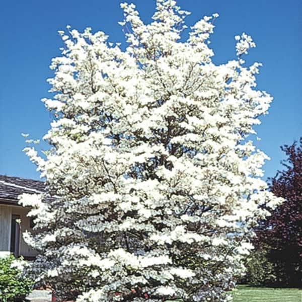 Spring Hill Nurseries White Flowering Dogwood Dormant Bare Root Ornamental Starter Tree (1-Pack)