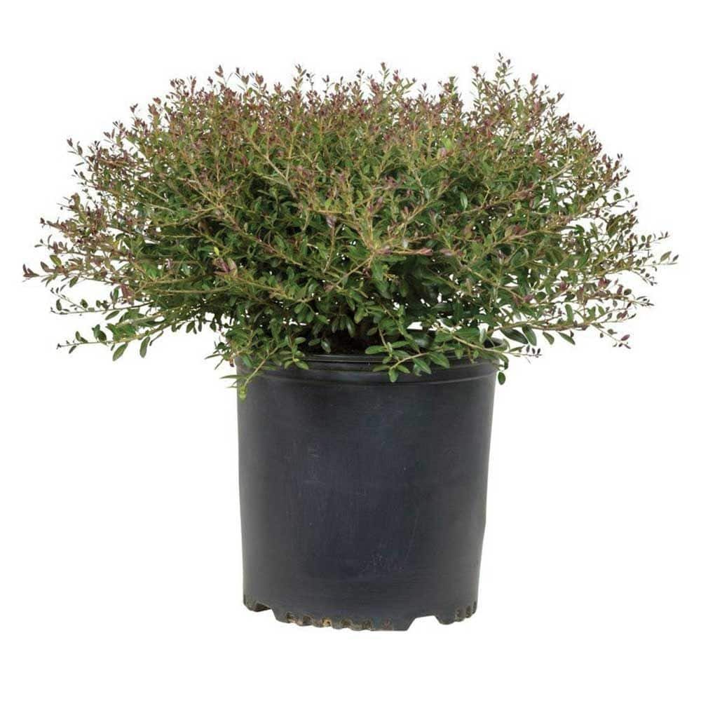 FLOWERWOOD 2.5 Gal - Bordeaux Yaupon Holly(Ilex), Live Evergreen