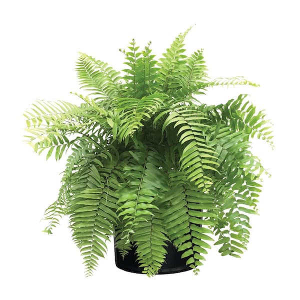 1.72 Gal. Macho Fern Tropical Plant (1-Pack)