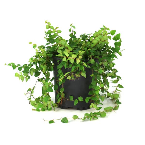 1 gal. Ficus Creeping Fig