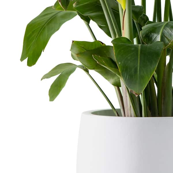 20 in. Dia, Round Pure White Finish Concrete Bowl Planter, Outdoor Indoor Large Planter Pot with Drainage Hole
