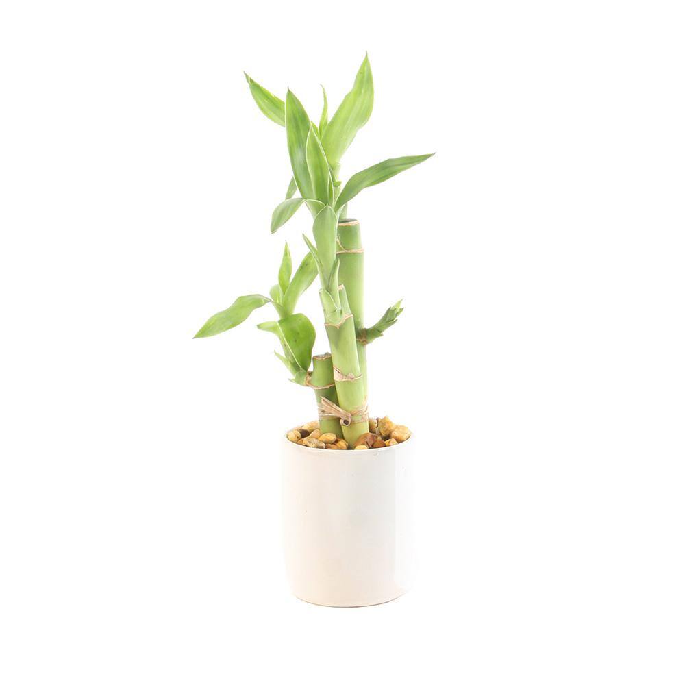 Costa Farms Petite Lucky Bamboo Plant in Pot LBMMS The Home Depot