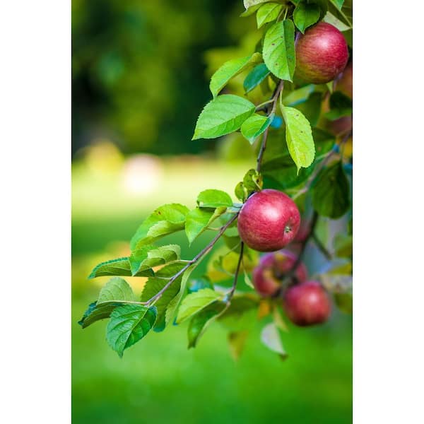 Apple Eater 4-Part Grinder - Crush Hard Fruit Easily