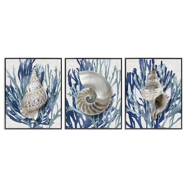 Trio of Shells and Coral by Caroline Kelly 3-Piece Black Framed Giclee Art Print Coastal 20 in. x 16 in.