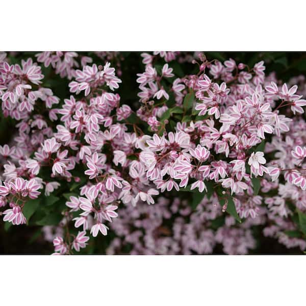 PROVEN WINNERS 4.5 in. Quartz Yuki Kabuki Deutzia (Deutzia x) Live