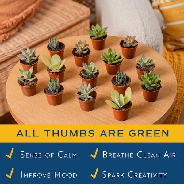 inexpensive garden seeds Vegetable Garden Favorites Seed Kit