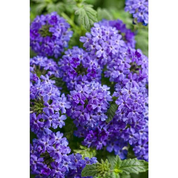 PROVEN WINNERS Superbena Royale Chambray (Verbena) Live Plant, Blue-Purple Flowers, 4.25 in. Grande