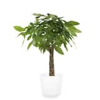 Pachira Braid Indoor Money Tree Plant in 10 in. Paradise Planter, Avg. Shipping Height 3-4 ft. Tall