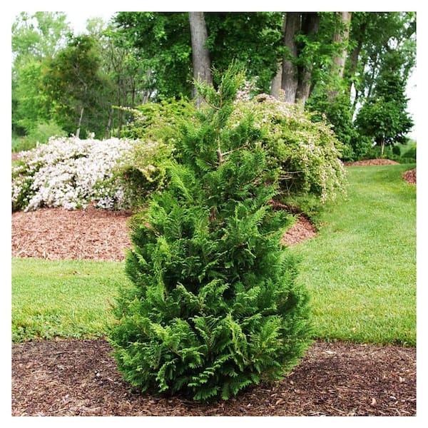 PROVEN WINNERS 2 Gal. Cedar Rapids False Cypress Live Evergreen