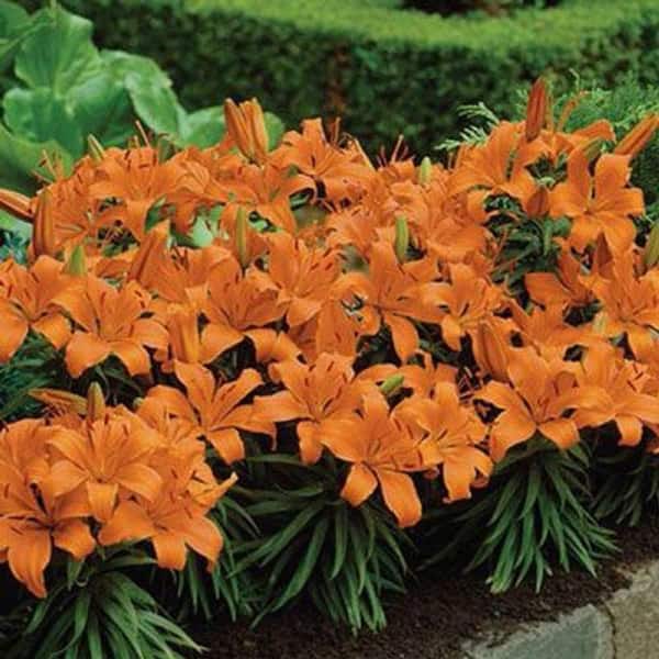 LiLiページ Vigoro 2.5 Qt. Orange Asiatic Lily Double You Perennial