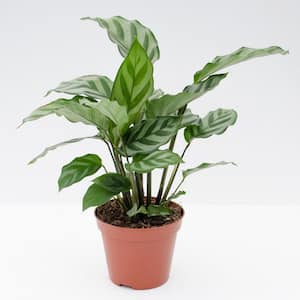 Calathea Freddie-Live Plants in 4 in. Growers Pots-Calathea Concinna 'Freddie'-Easy Care Indoor Houseplants