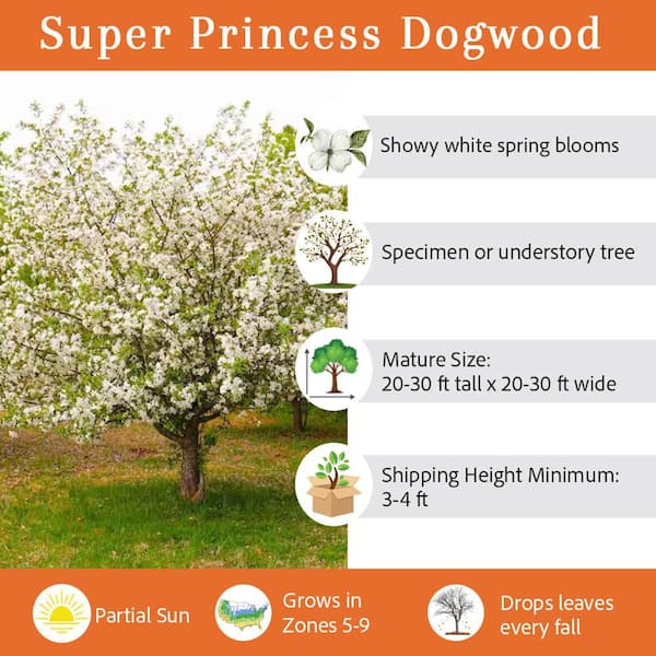7 Gal. Super Princess Dogwood Flowering Deciduous Tree with White Flowers