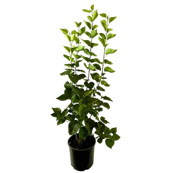 Unbranded 2.25 Gal. Congo Lilac with Large Red-Purple Flowers