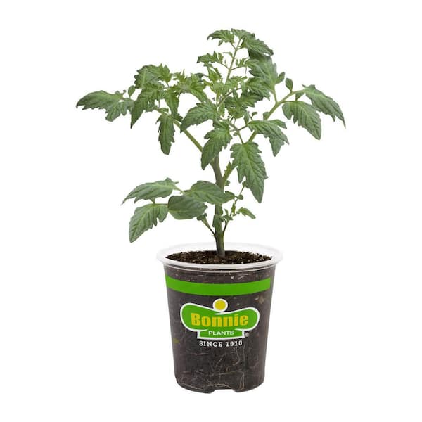Bonnie Plants 19 oz. Patio Hybrid Tomato Plant 0224 - The Home Depot