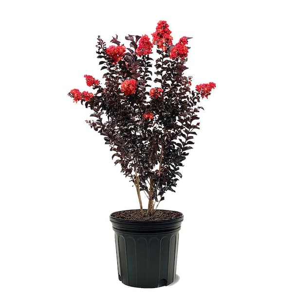 BLACK DIAMOND 7 Gal. Red Hot Crape Myrtle Tree with Red Blooms ...