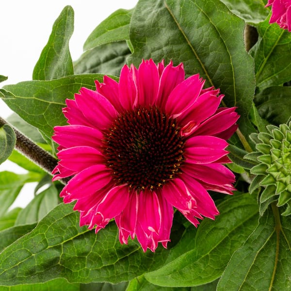 Vigoro 2 Qt. Echinacea Sunseeker Magenta Perennial Plant (3-Pack