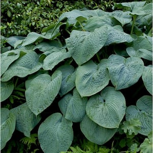 2 Gal. Green Hosta Live Flowering Shade Perennial Plant