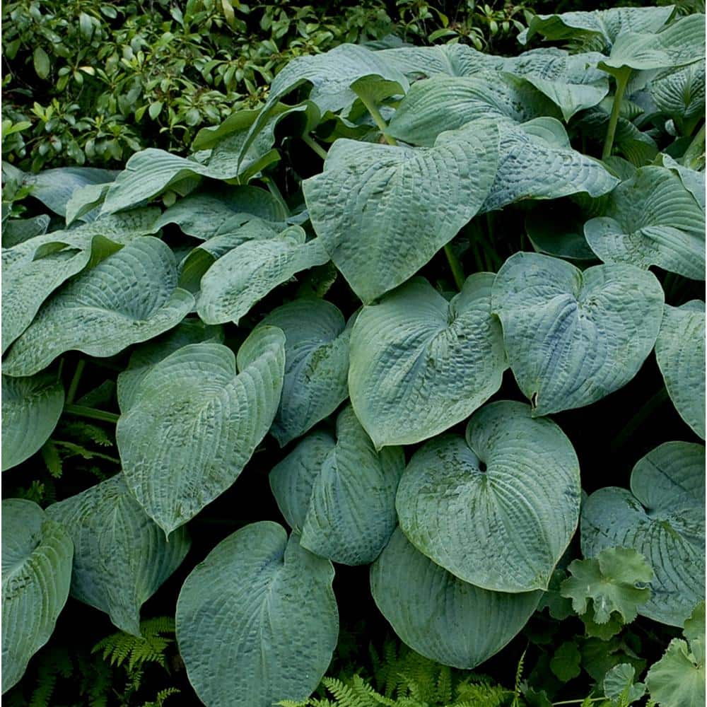 BELL NURSERY 1 Qt. Green Hosta Mix Live Flowering Perennial Plant (Pack