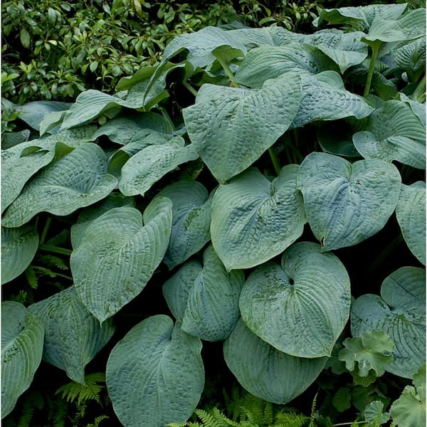 BELL NURSERY 1 Qt. Green Hosta Mix Live Flowering Perennial Plant (Pack of 4)