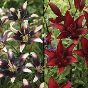 Lilies Day and Night Collection Set of 12 Bulbs