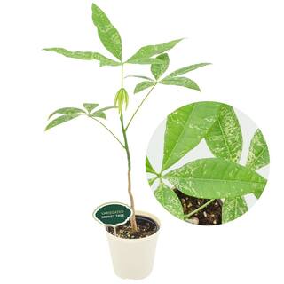Arcadia Garden Products Vaso Per Bulbi TA25C In Materiale Riciclato - 10x3.5 Pollici, Colore Cioccolato, Resistente Alle Intemperie