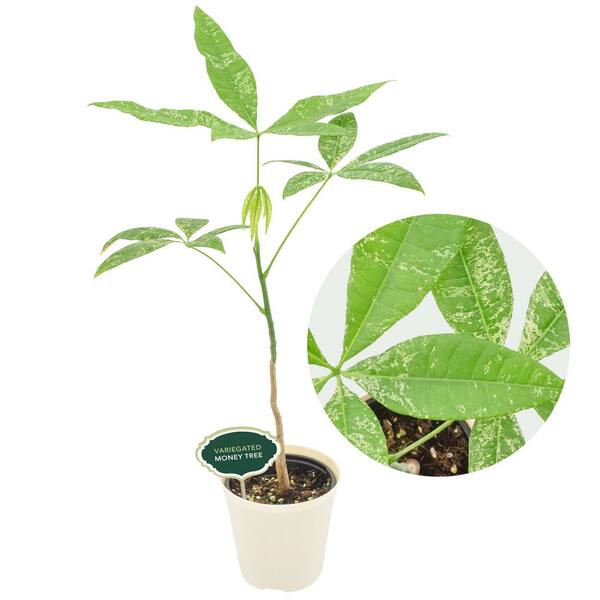 Arcadia Garden Products Vaso Per Bulbi TA25C In Materiale Riciclato - 10x3.5 Pollici, Colore Cioccolato, Resistente Alle Intemperie