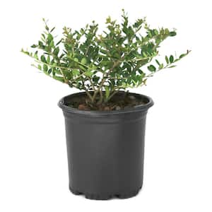 3 gal. Ilex Taylor's Rudolph Dwarf Yaupon Holly Shrub