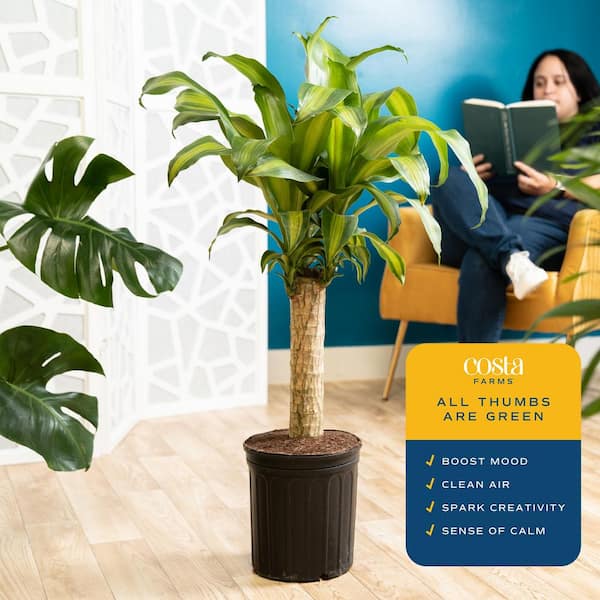 Costa Farms Live Indoor 2ft. Mass Cane, Grower Pot