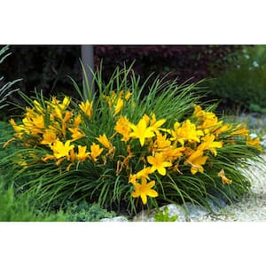 1 Gal. Happy Returns Daylily Numerous Golden Flowers Rebloom Until First Frosts