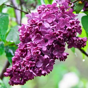2.50 qt. Pot Purple Flowering French Hybrid Lilac (Syringa) Deciduous Shrub (1-Pack)