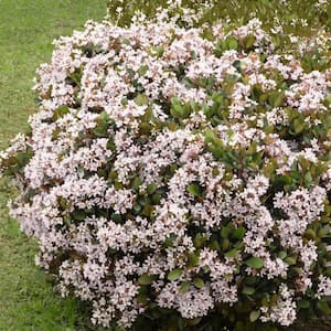 2.5 qt. Indian hawthorn Snow White Flowering Shrub with White Blooms