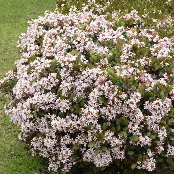 national PLANT NETWORK 2.25 Gal. Indian Hawthorn Snow White Flowering Shrub with White Blooms