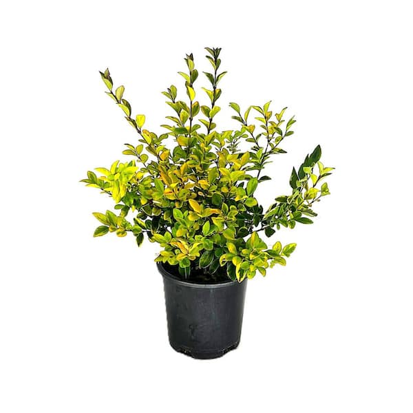 2.5 qt. Golden Vicaryi Privet Deciduous Live Shrub With Bright