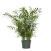 philodendron rojo congo plant Red Congo Philodendron for Sale main image 1