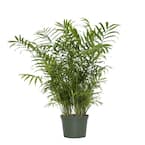 6 in. Parlour Palm Plant