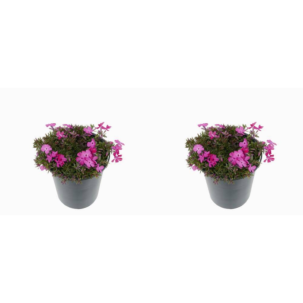 2.5 Qt. Perennial Phlox Subulata Spring Dark Pink (2-Pack)