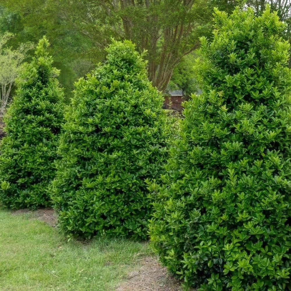 Oakland Holly Evergreen Shrub with Unique Oak-Like Leaves
