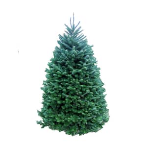 6 ft. Fresh Cut Balsam Fir Live Christmas Tree
