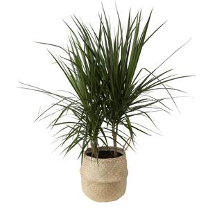 10 in. Marginata Plant in Natural Decor Basket