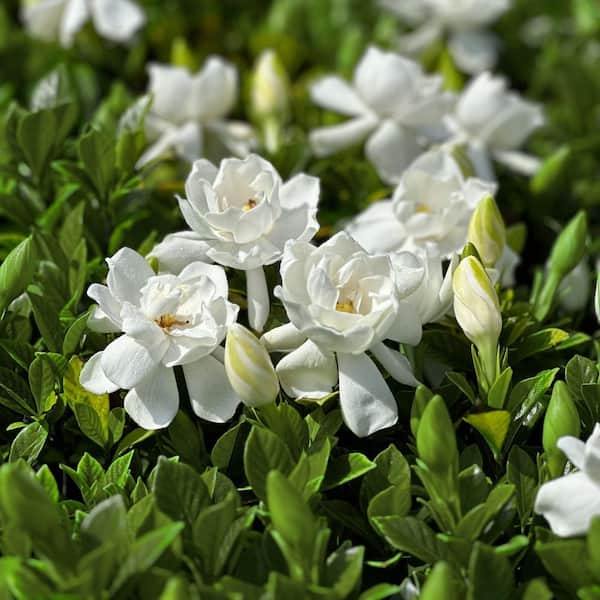 national PLANT NETWORK 1 Gal. Gardenia Radicans Flowering Shrub