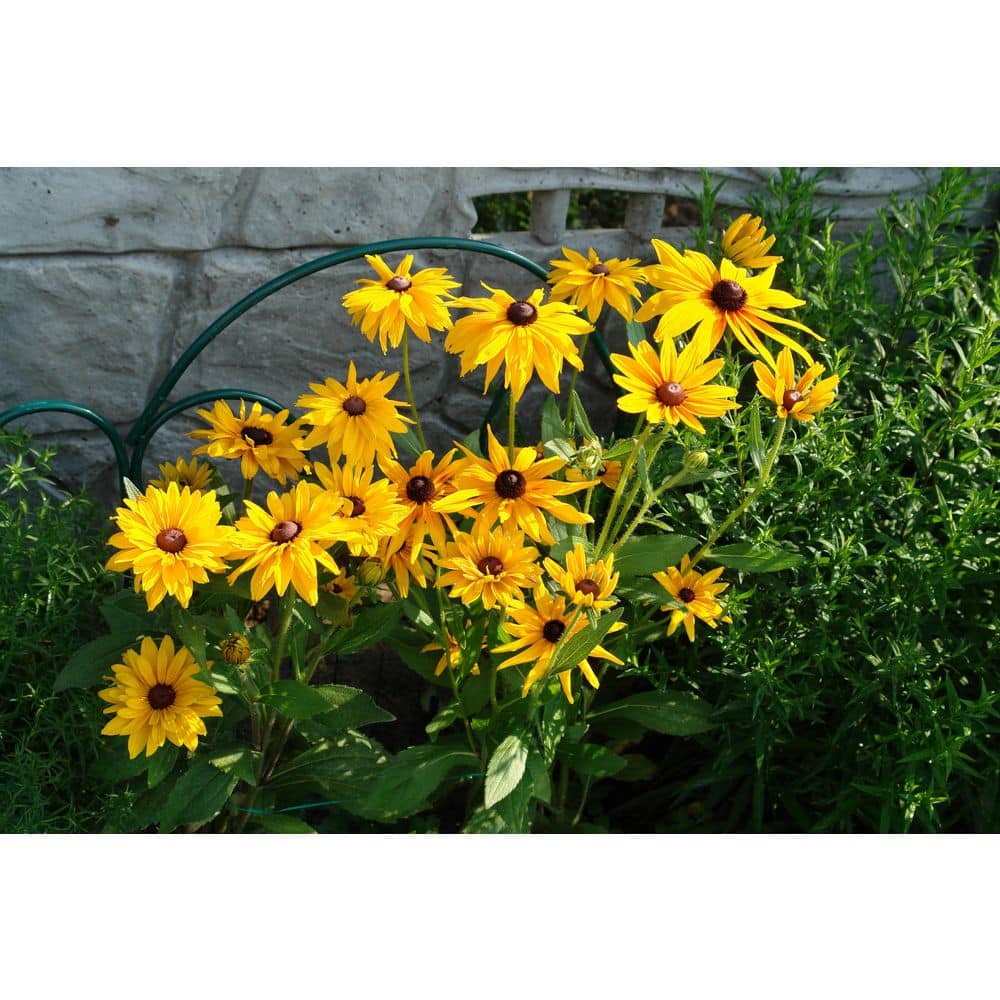 1 gal. Black Eyed Susan Flowering Perennial Plant (2-Pack) price history on PriceWatchPro