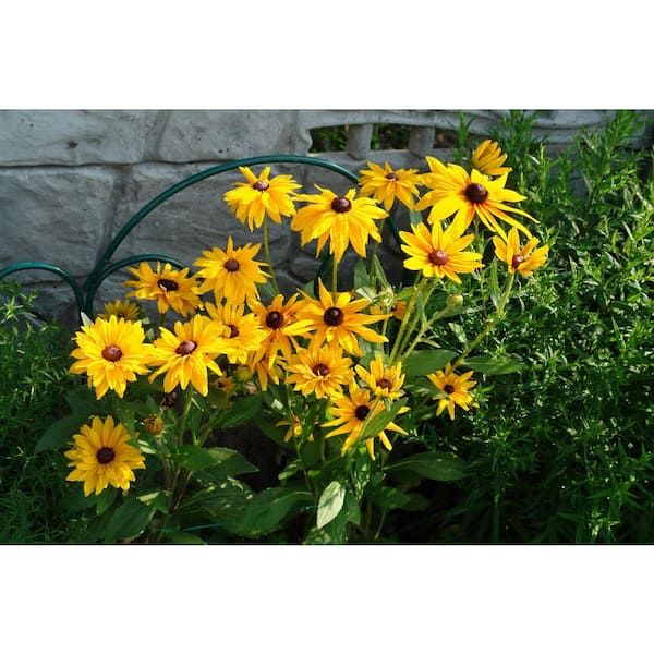 1 gal. Black Eyed Susan Flowering Perennial Plant (2-Pack)