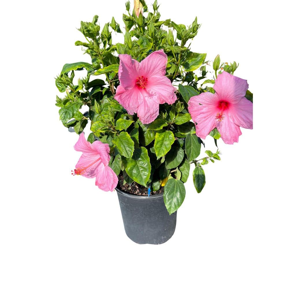 OnlinePlantCenter 3 Gal. Seminole Pink Tropical Hibiscus Flowering