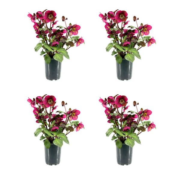 FROSTKISS 2.5 qt. Anna's Red Hellebore Perennial Plant with Dark Red Flowers (4-Pack)